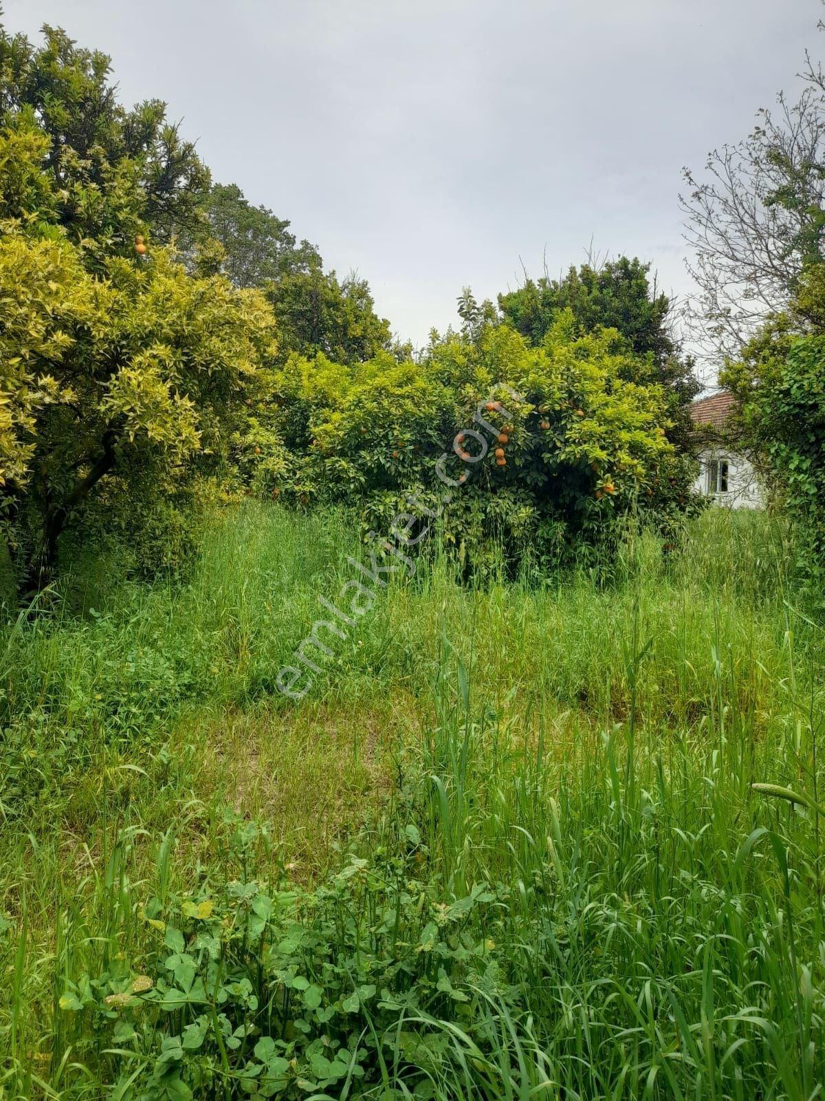 Köyceğiz Kavakarasında Satılık 1372 M2 Tarla - Görsel 10