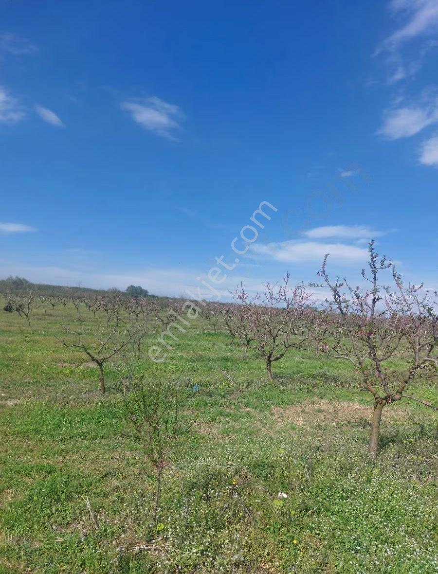 Bursa Mustafakemalpaşa'dasatılık Seftali Bahçesi 23381metre - Görsel 10
