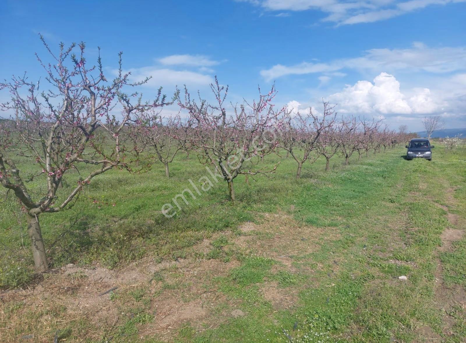 Bursa Mustafakemalpaşa'dasatılık Seftali Bahçesi 23381metre - Görsel 16