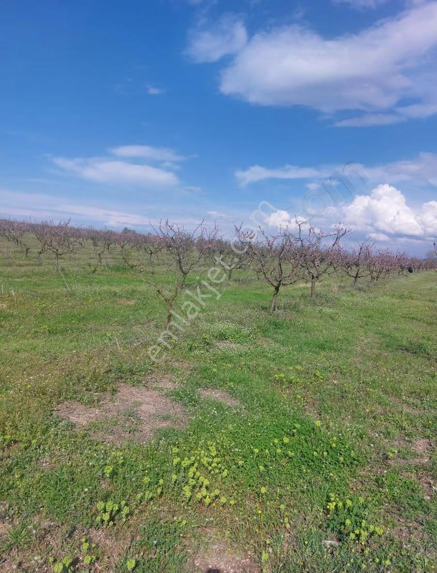 Bursa Mustafakemalpaşa'dasatılık Seftali Bahçesi 23381metre - Görsel 15