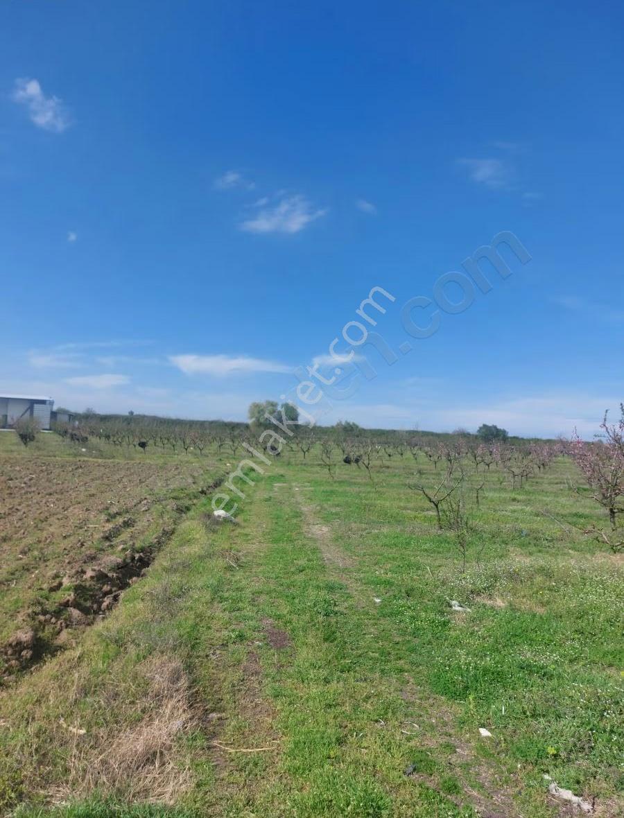 Bursa Mustafakemalpaşa'dasatılık Seftali Bahçesi 23381metre - Görsel 11