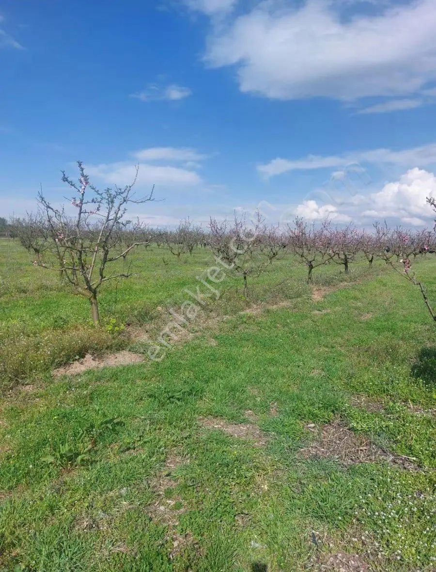 Bursa Mustafakemalpaşa'dasatılık Seftali Bahçesi 23381metre - Görsel 2