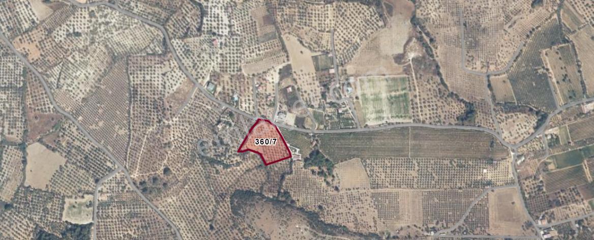Şehır Merkezıne Yakın 11.268 M² Satılık Zeytınlık - Görsel 15