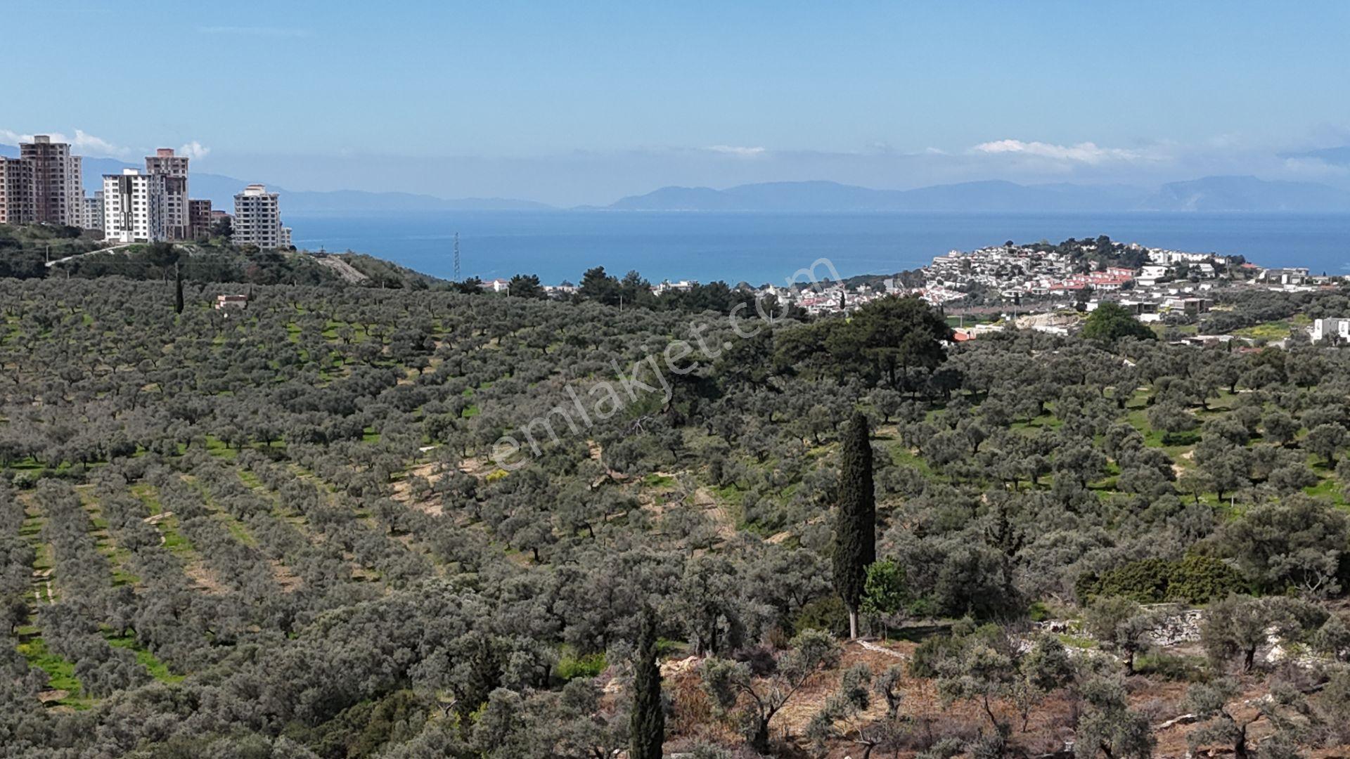Şehır Merkezıne Yakın 11.268 M² Satılık Zeytınlık - Görsel 13