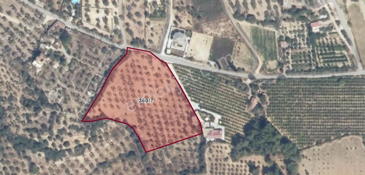 Şehır Merkezıne Yakın 11.268 M² Satılık Zeytınlık - Görsel 14
