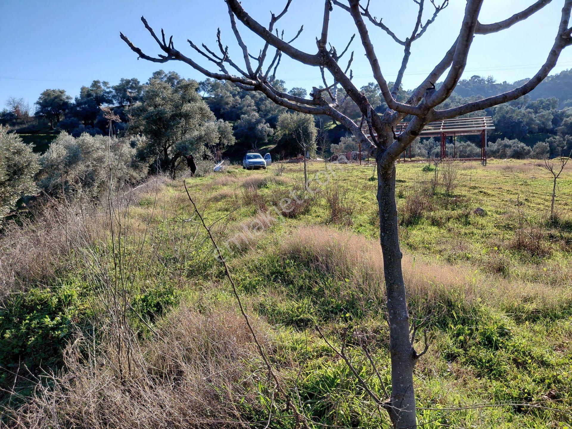 Muteşem Yatırım Fırsatı Ev Ruhsatı Alınmış 4800m² Zeytinlik - Görsel 6