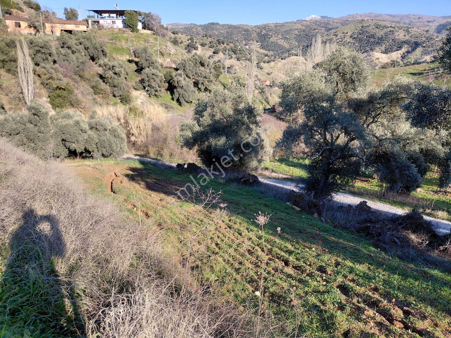 Muteşem Yatırım Fırsatı Ev Ruhsatı Alınmış 4800m² Zeytinlik - Görsel 11