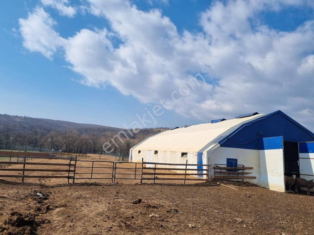 Pınarhisar İslambeylide 34.719 M2 İçerisinde Hazır Çiftlik - Görsel 34