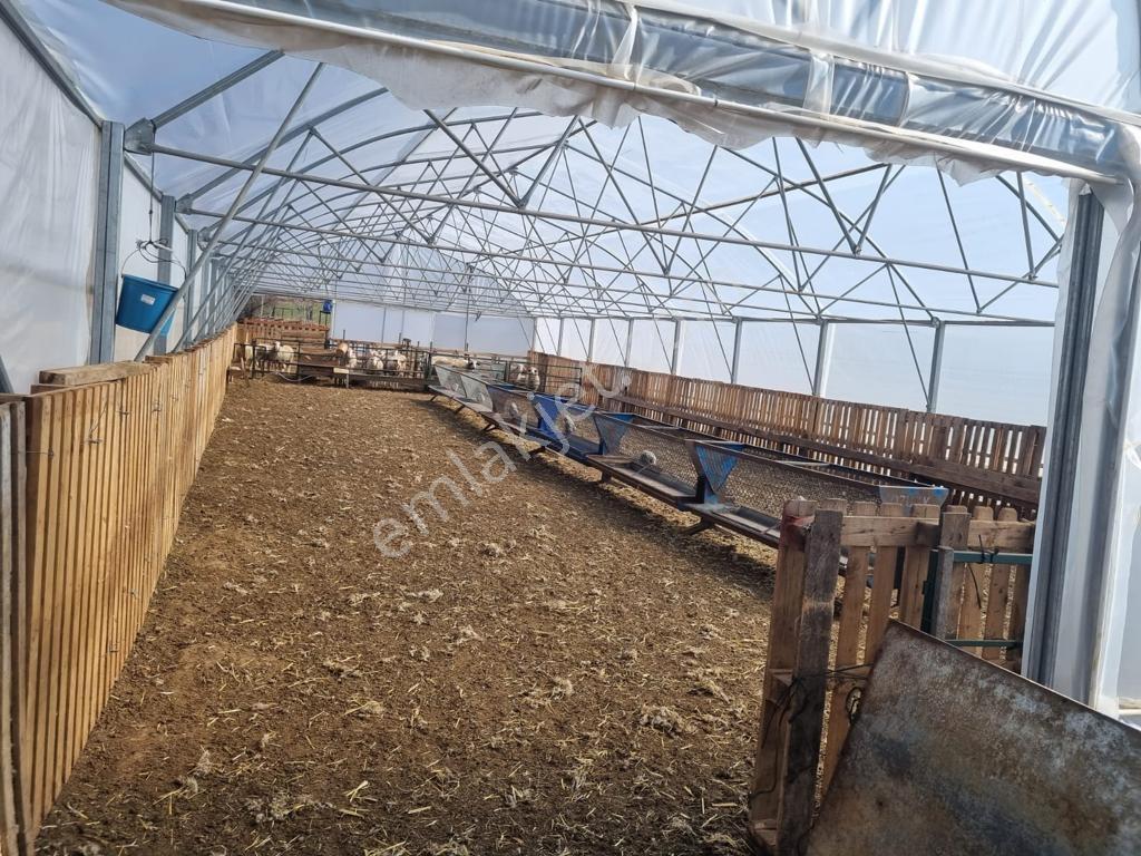 Pınarhisar İslambeylide 34.719 M2 İçerisinde Hazır Çiftlik - Görsel 28