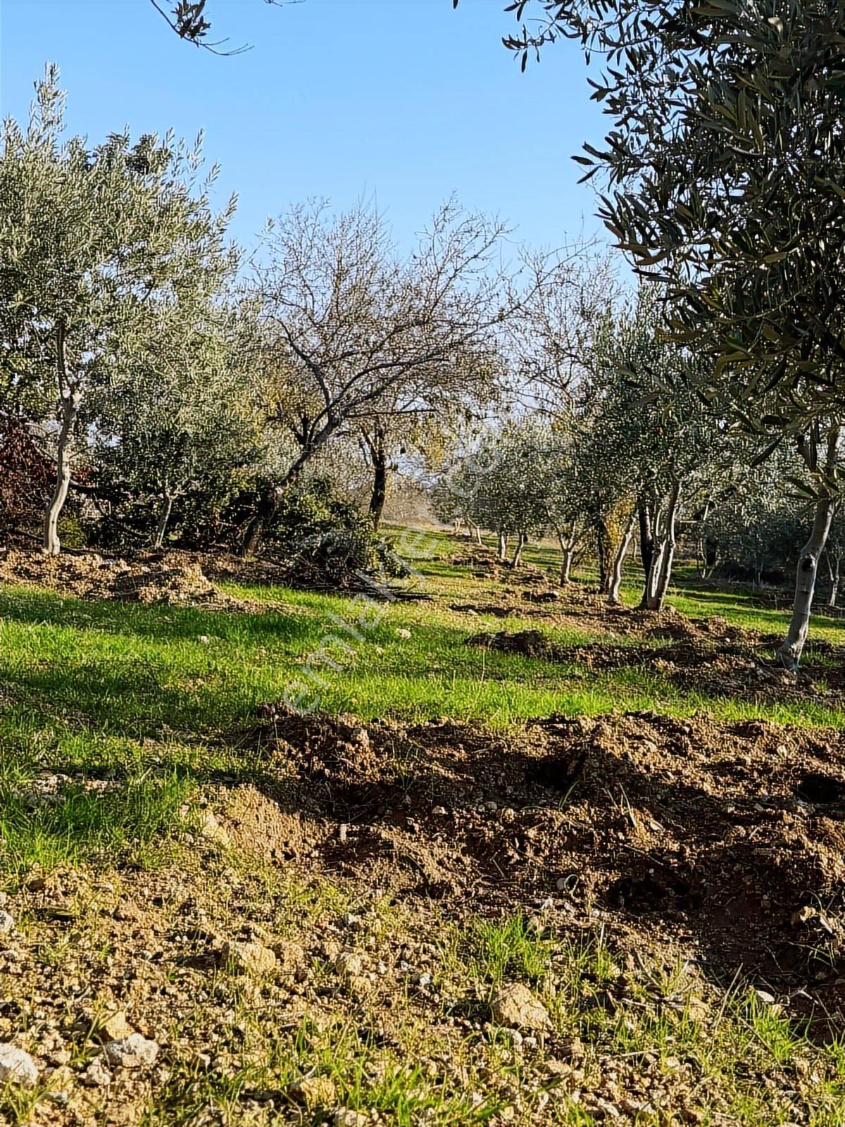 Bolkardan Resul Mahallesinde Satılık Zeytinlik Ve Müstakil Ev - Görsel 8