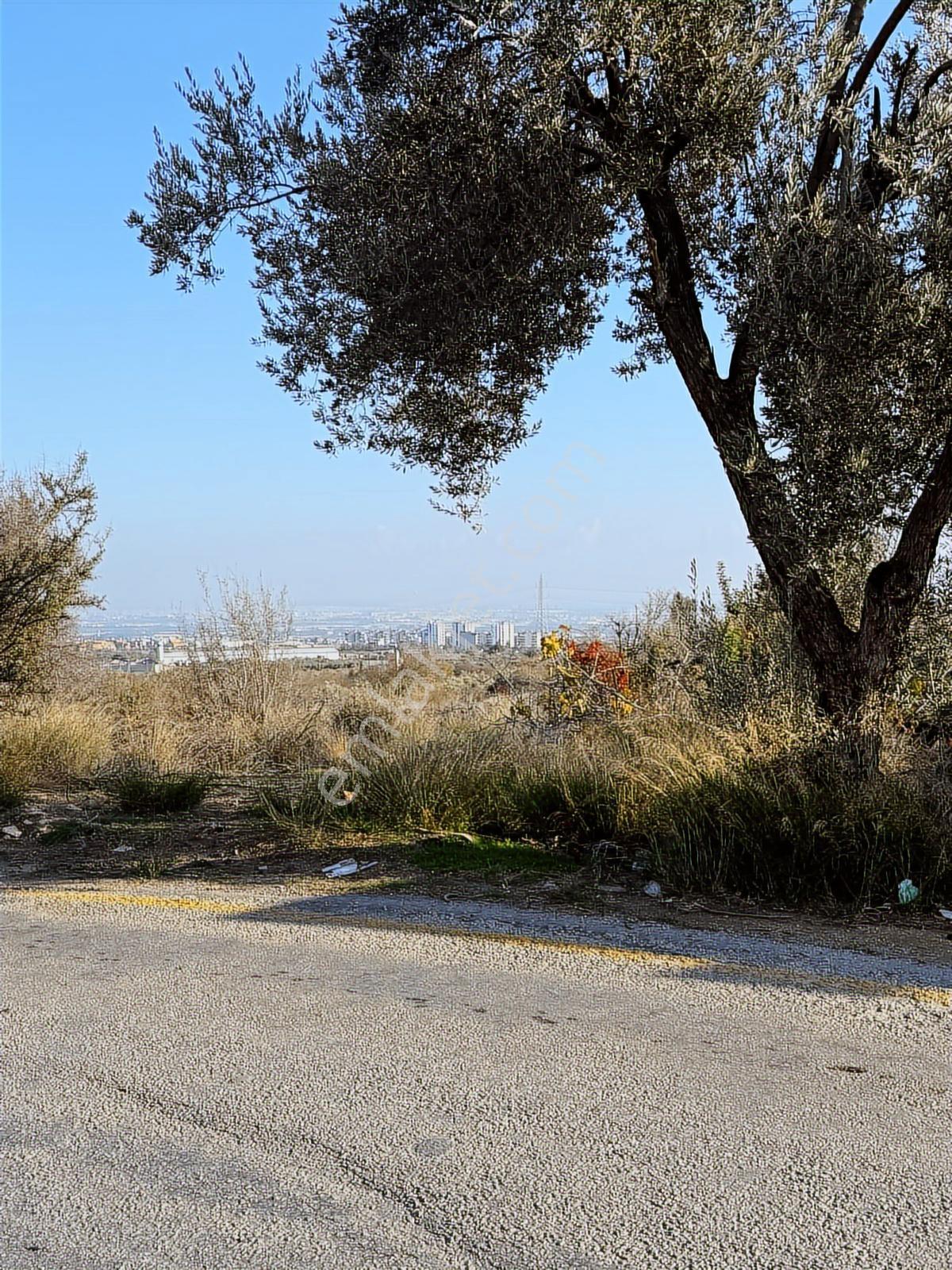 Bolkardan Resul Mahallesinde Satılık Zeytinlik Ve Müstakil Ev - Görsel 3