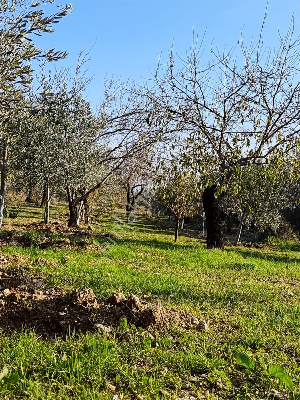 Bolkardan Resul Mahallesinde Satılık Zeytinlik Ve Müstakil Ev - Görsel 14