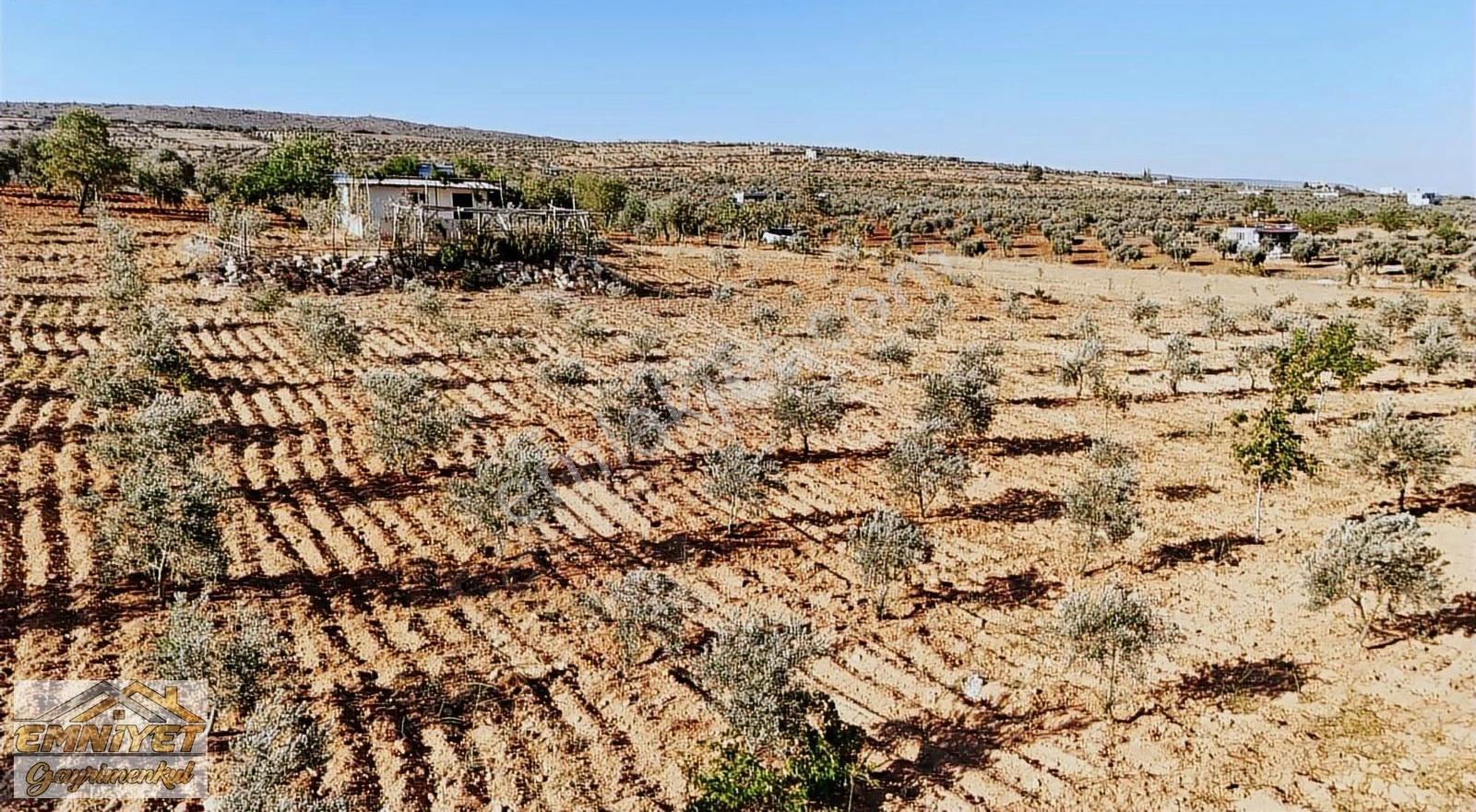 Satılık Kuru Kastel İlerisinde Zeytinlik 9450m2 Bağ Evlik - Görsel 20