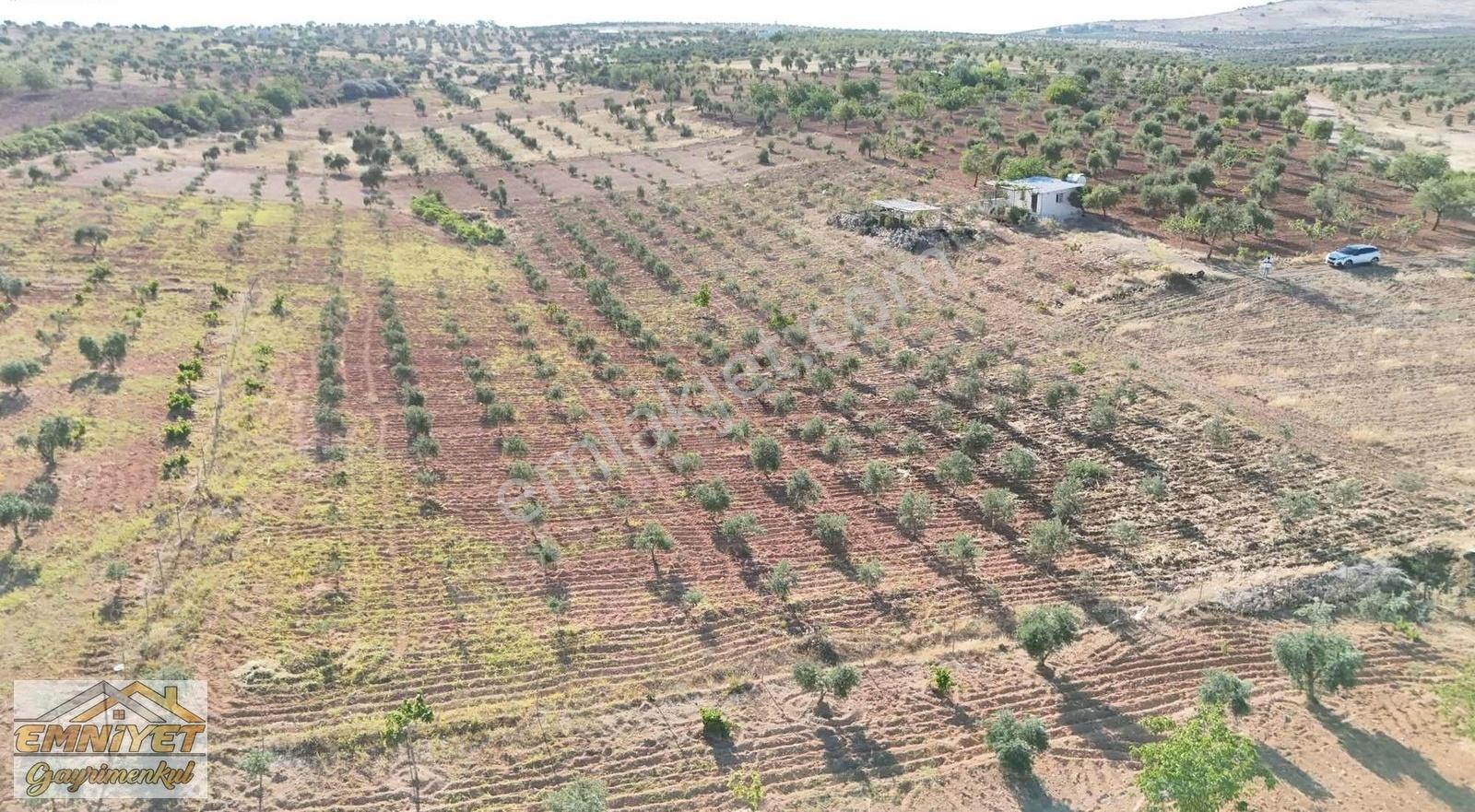 Satılık Kuru Kastel İlerisinde Zeytinlik 9450m2 Bağ Evlik - Görsel 12