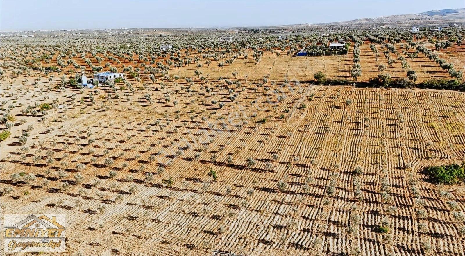 Satılık Kuru Kastel İlerisinde Zeytinlik 9450m2 Bağ Evlik - Görsel 21