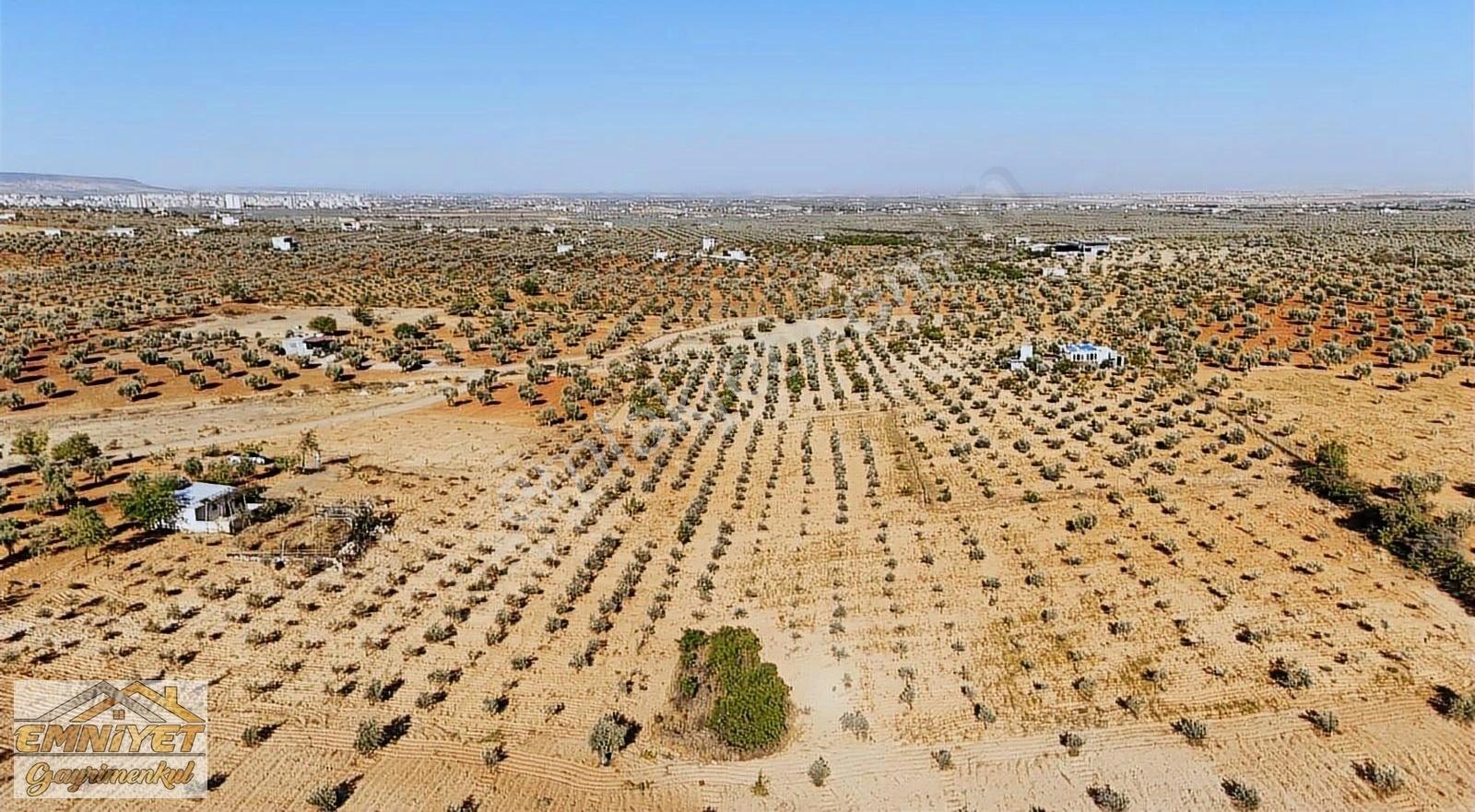 Satılık Kuru Kastel İlerisinde Zeytinlik 9450m2 Bağ Evlik - Görsel 8