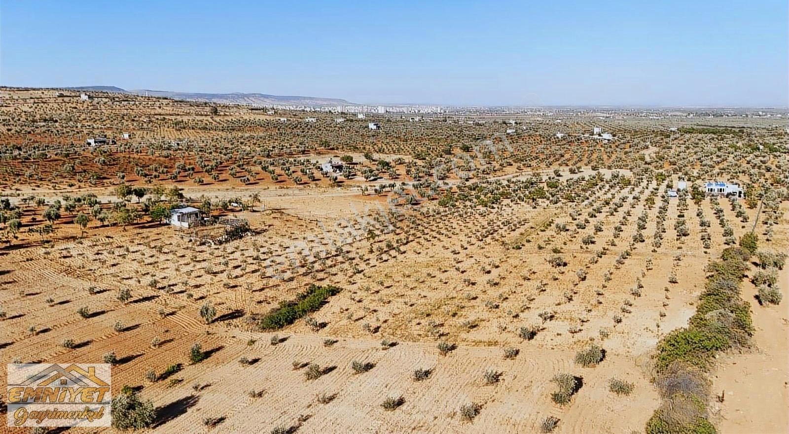 Satılık Kuru Kastel İlerisinde Zeytinlik 9450m2 Bağ Evlik - Görsel 13