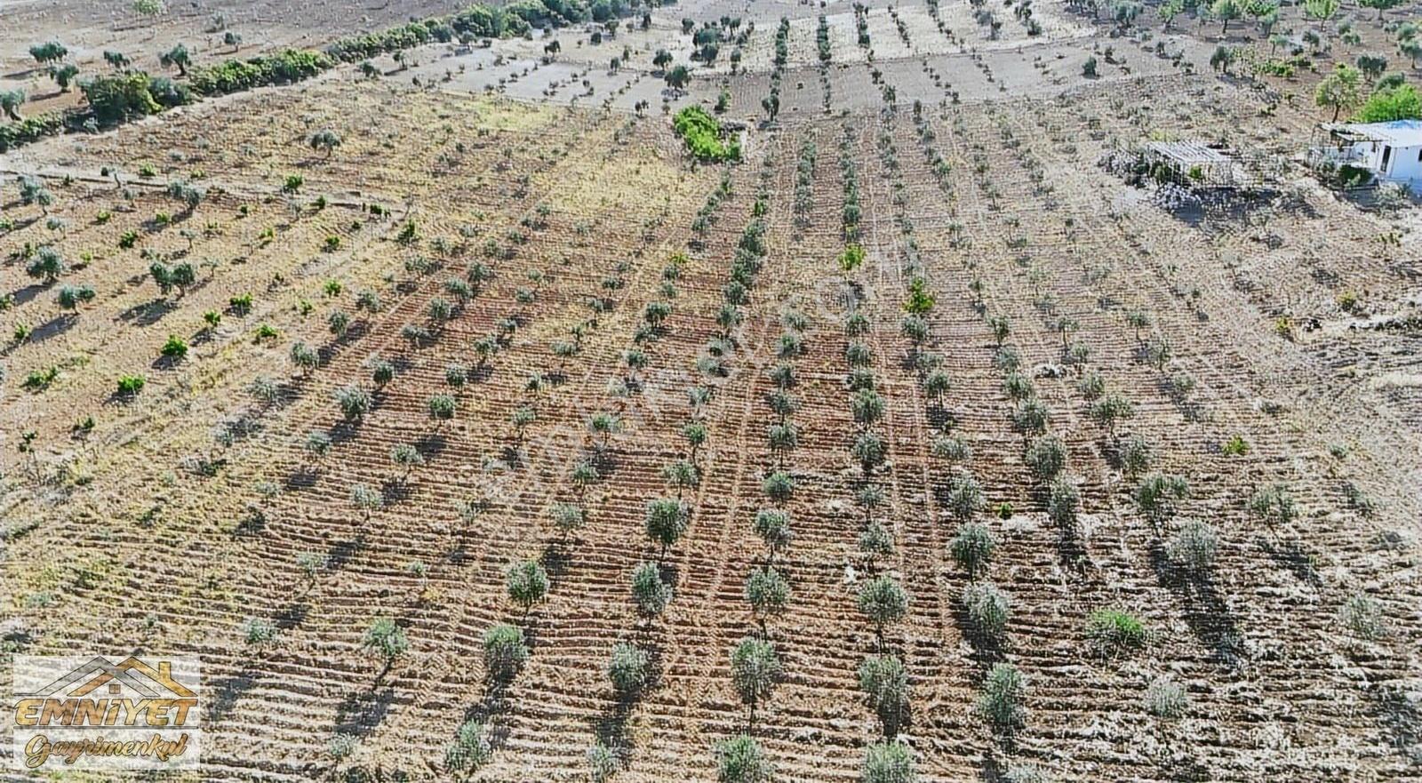 Satılık Kuru Kastel İlerisinde Zeytinlik 9450m2 Bağ Evlik - Görsel 15