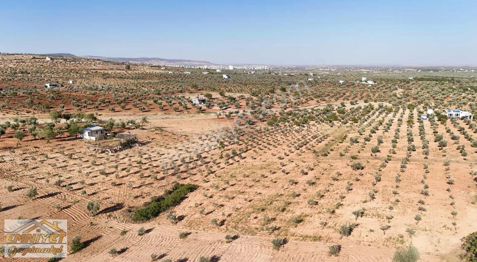 Satılık Kuru Kastel İlerisinde Zeytinlik 9450m2 Bağ Evlik - Görsel 9