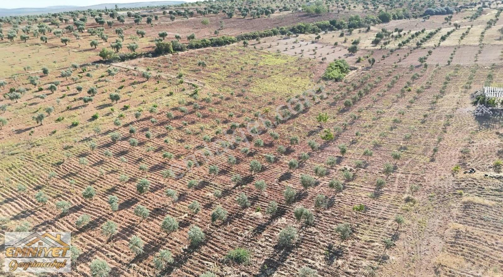 Satılık Kuru Kastel İlerisinde Zeytinlik 9450m2 Bağ Evlik - Görsel 10