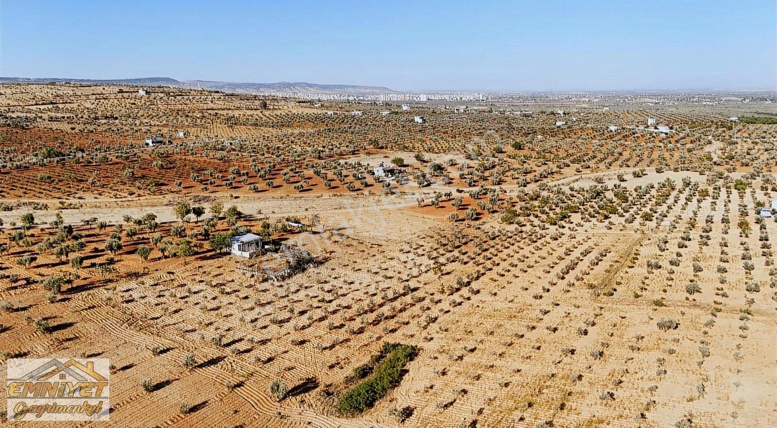 Satılık Kuru Kastel İlerisinde Zeytinlik 9450m2 Bağ Evlik - Görsel 17
