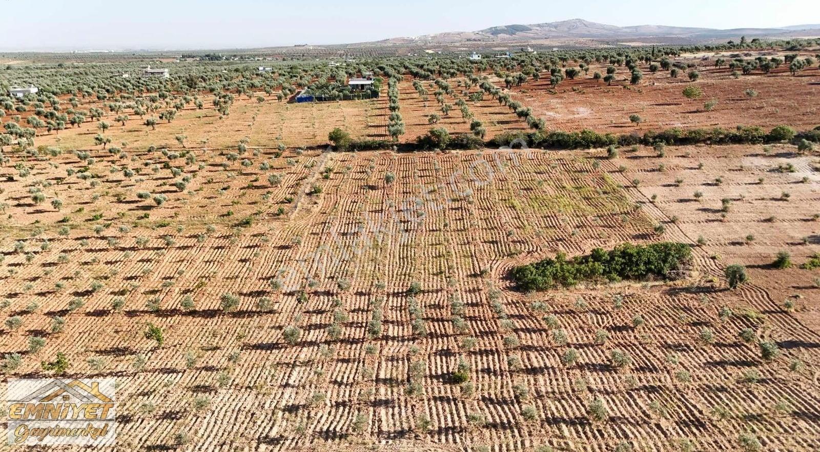 Satılık Kuru Kastel İlerisinde Zeytinlik 9450m2 Bağ Evlik - Görsel 23