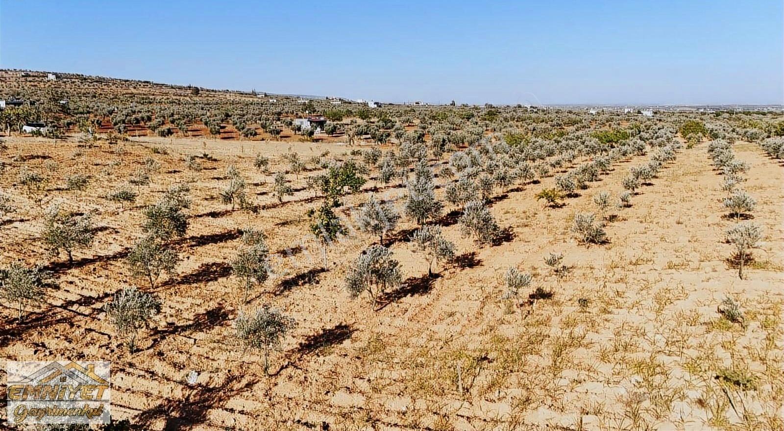 Satılık Kuru Kastel İlerisinde Zeytinlik 9450m2 Bağ Evlik - Görsel 19