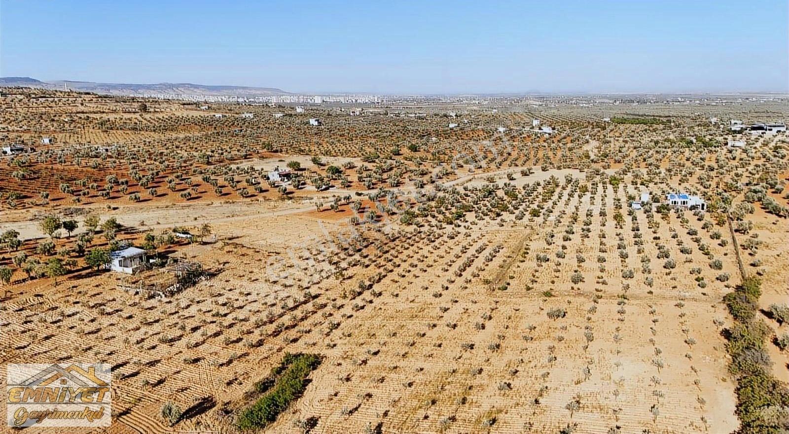 Satılık Kuru Kastel İlerisinde Zeytinlik 9450m2 Bağ Evlik - Görsel 18