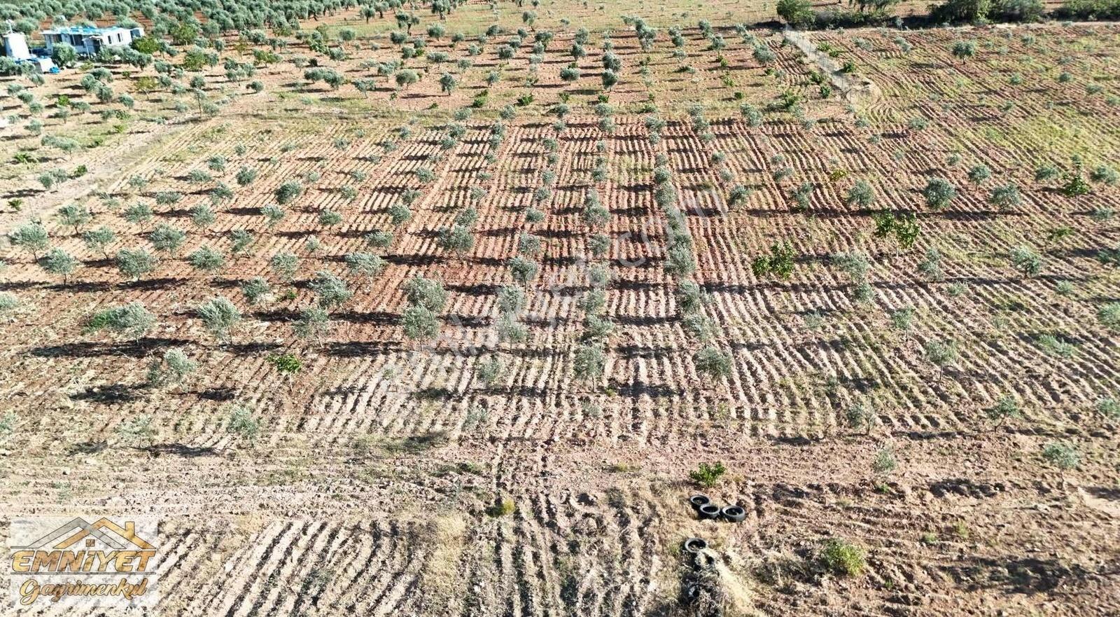 Satılık Kuru Kastel İlerisinde Zeytinlik 9450m2 Bağ Evlik - Görsel 3