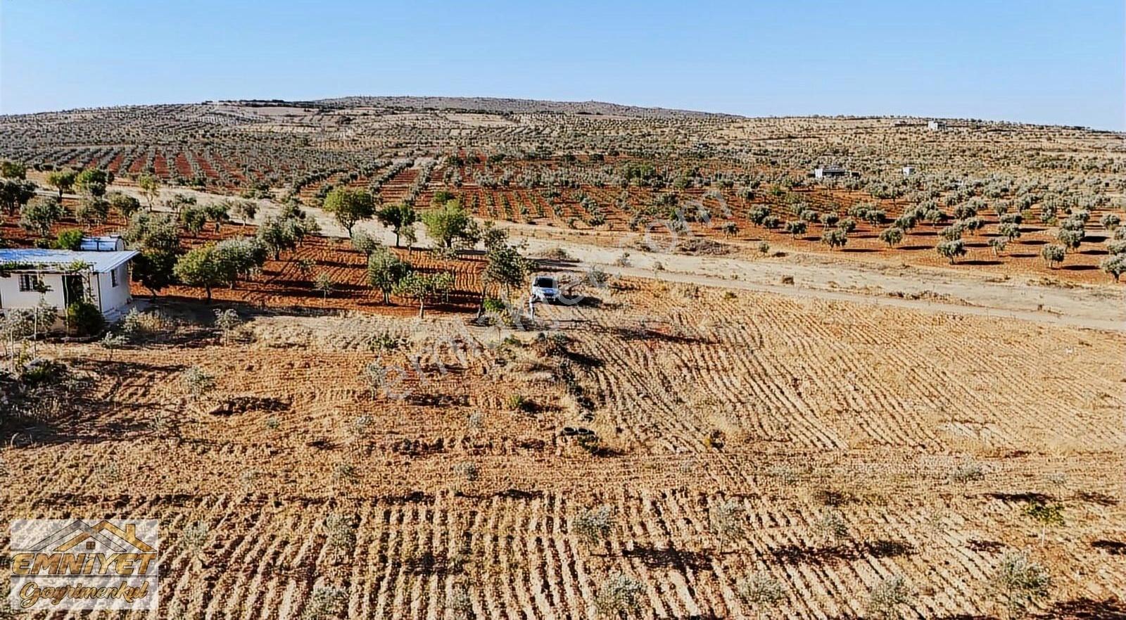 Satılık Kuru Kastel İlerisinde Zeytinlik 9450m2 Bağ Evlik - Görsel 22