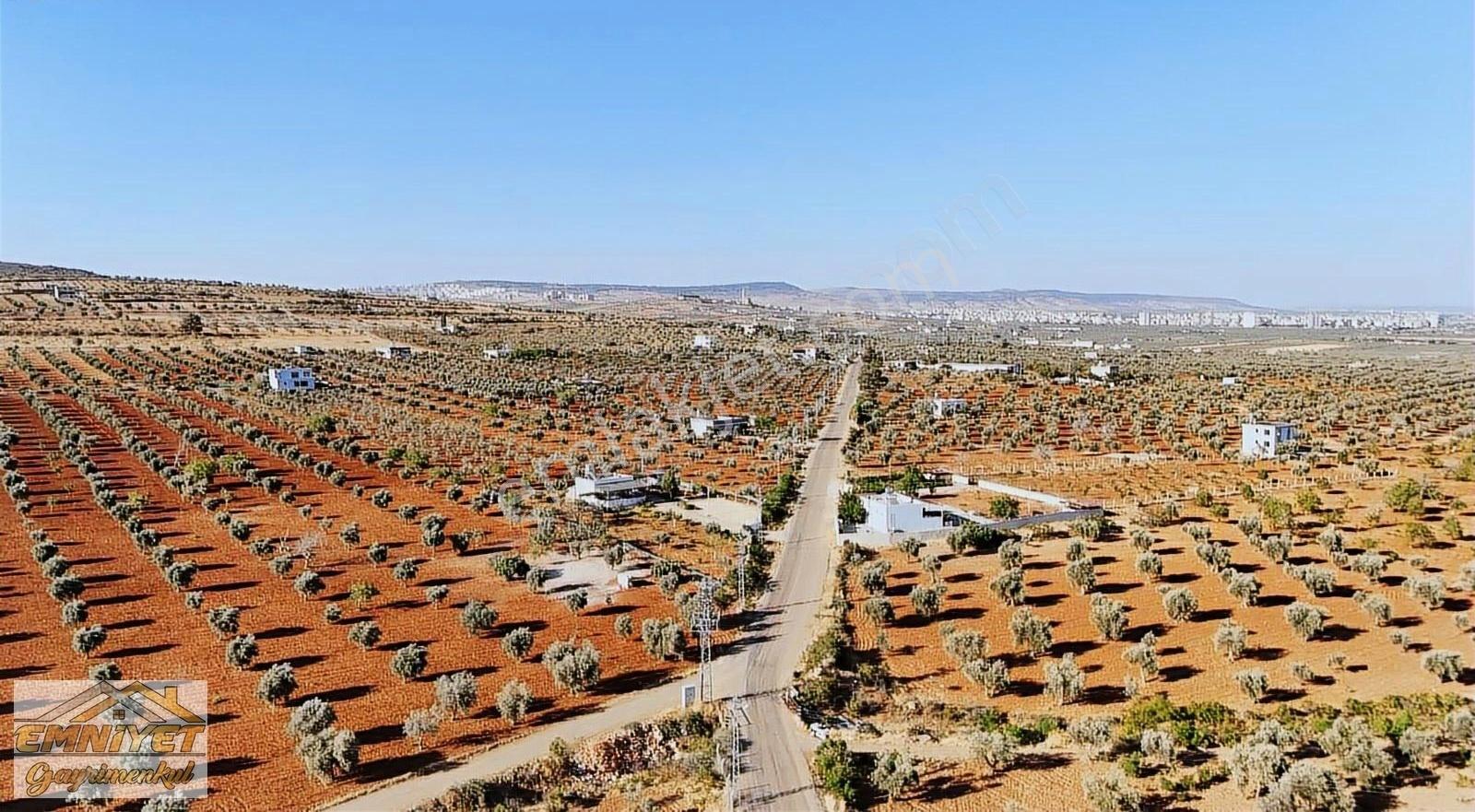 Satılık Kuru Kastel İlerisinde Zeytinlik 9450m2 Bağ Evlik - Görsel 24