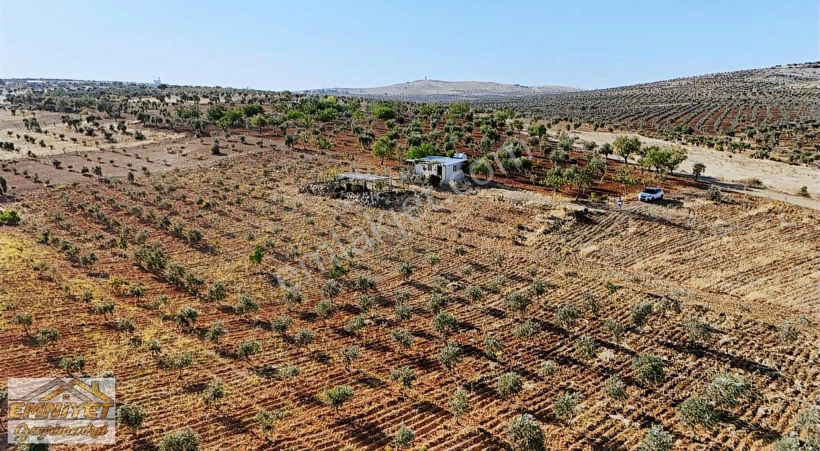 Satılık Kuru Kastel İlerisinde Zeytinlik 9450m2 Bağ Evlik - Görsel 2