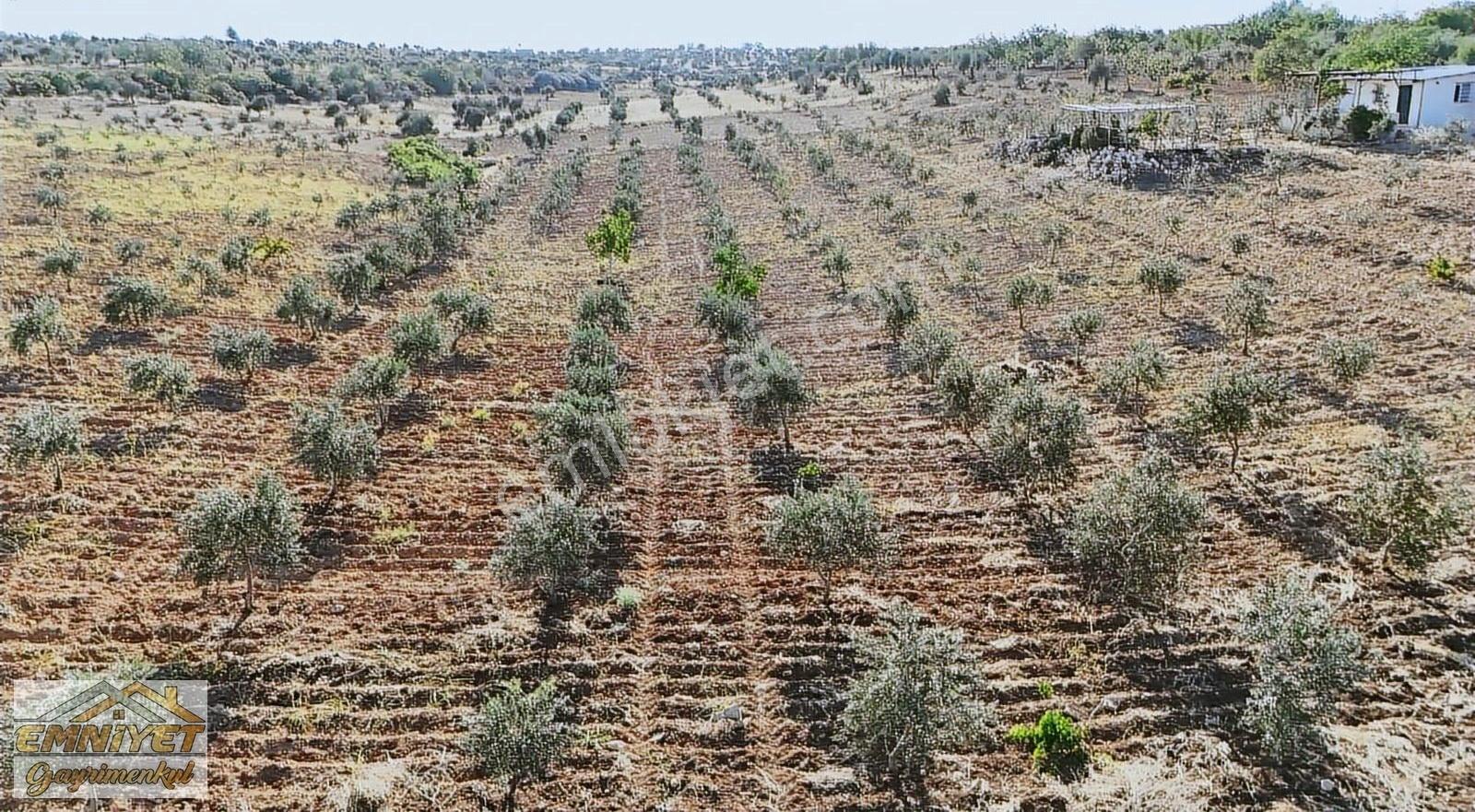 Satılık Kuru Kastel İlerisinde Zeytinlik 9450m2 Bağ Evlik - Görsel 14