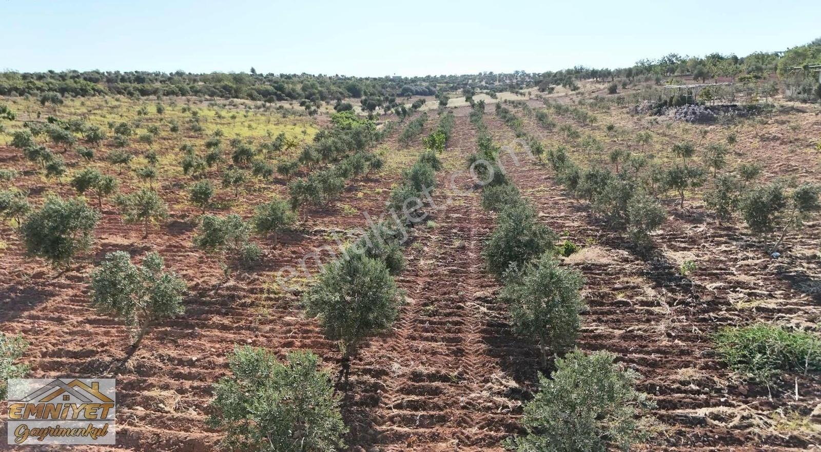Satılık Kuru Kastel İlerisinde Zeytinlik 9450m2 Bağ Evlik