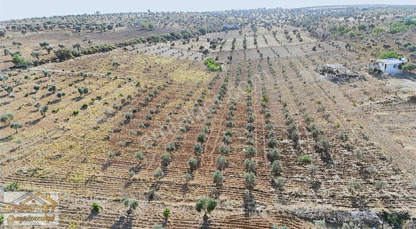 Satılık Kuru Kastel İlerisinde Zeytinlik 9450m2 Bağ Evlik - Görsel 11