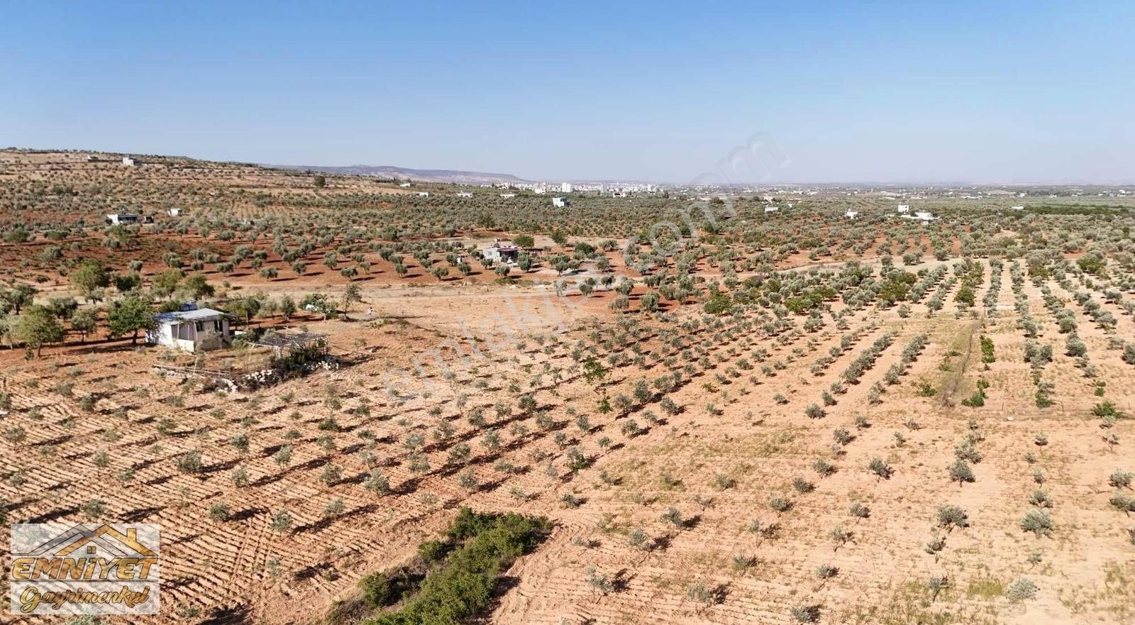 Satılık Kuru Kastel İlerisinde Zeytinlik 9450m2 Bağ Evlik - Görsel 16