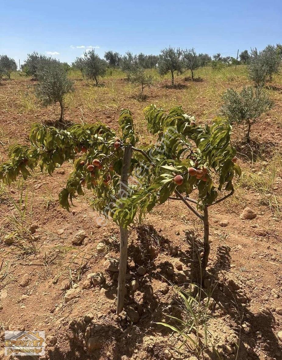Satılık Kuru Kastel İlerisinde Zeytinlik 9450m2 Bağ Evlik - Görsel 4