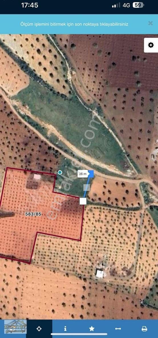 Satılık Kuru Kastel İlerisinde Zeytinlik 9450m2 Bağ Evlik - Görsel 7