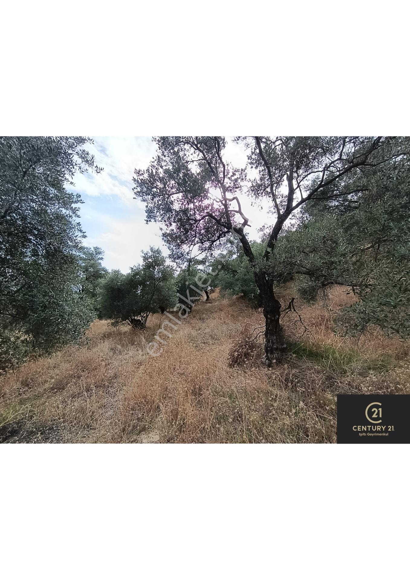 Century21 Işıltı'dan Germencik'te Satılık Zeytinlik - Görsel 2