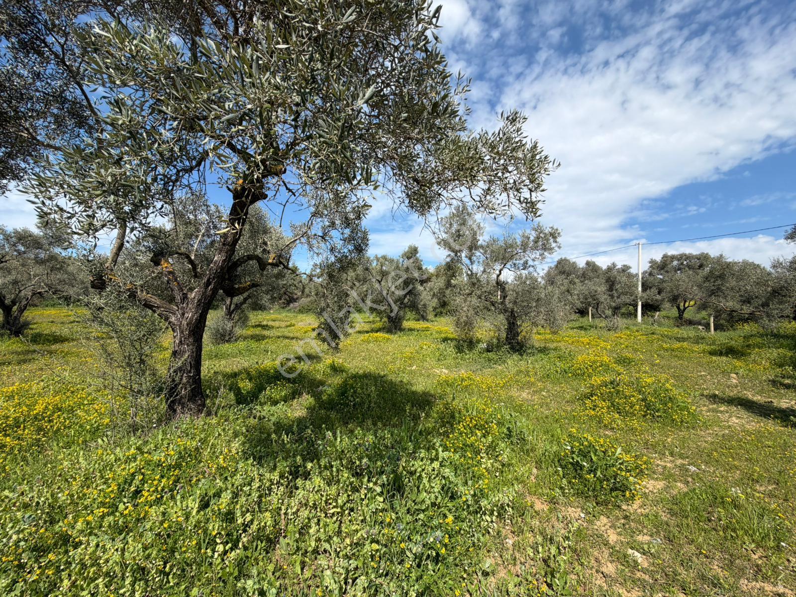 Şehır Merkezıne Yakın 6381 M² Satılık Tarla