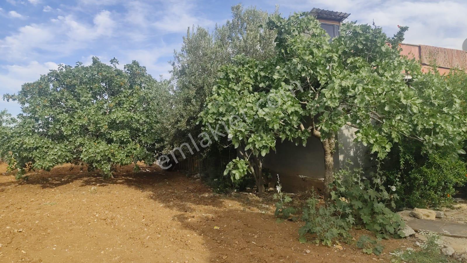 Akev Gayrimenkul'den Hamurkesen'de Bağ Evi Ve Fıstıklık Tek Tapu - Görsel 25
