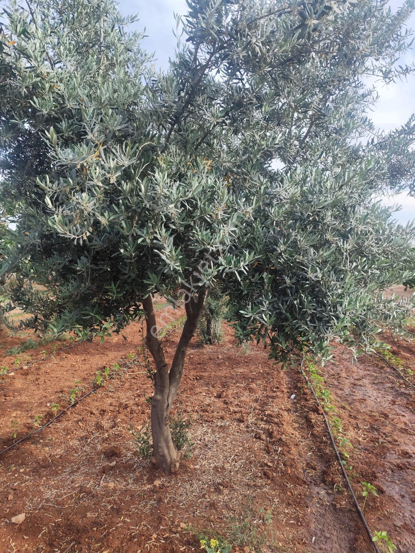 Akev Gayrimenkul'den Hamurkesen'de Bağ Evi Ve Fıstıklık Tek Tapu - Görsel 4