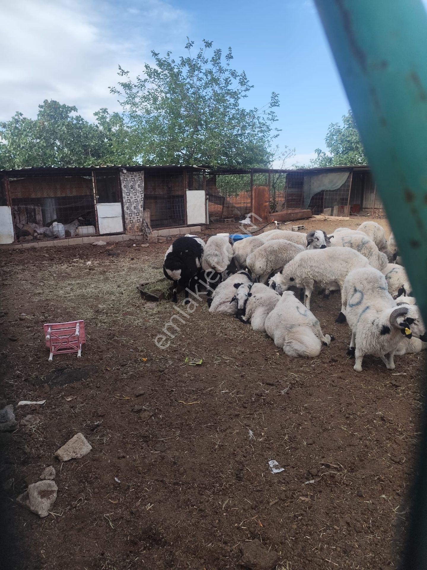 Akev Gayrimenkul'den Hamurkesen'de Bağ Evi Ve Fıstıklık Tek Tapu - Görsel 18