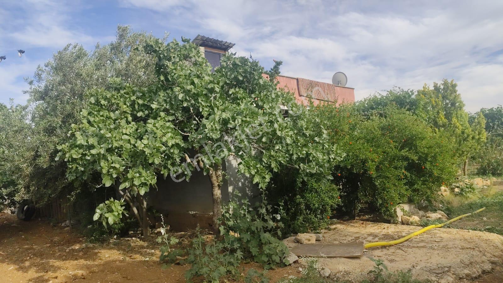 Akev Gayrimenkul'den Hamurkesen'de Bağ Evi Ve Fıstıklık Tek Tapu - Görsel 24