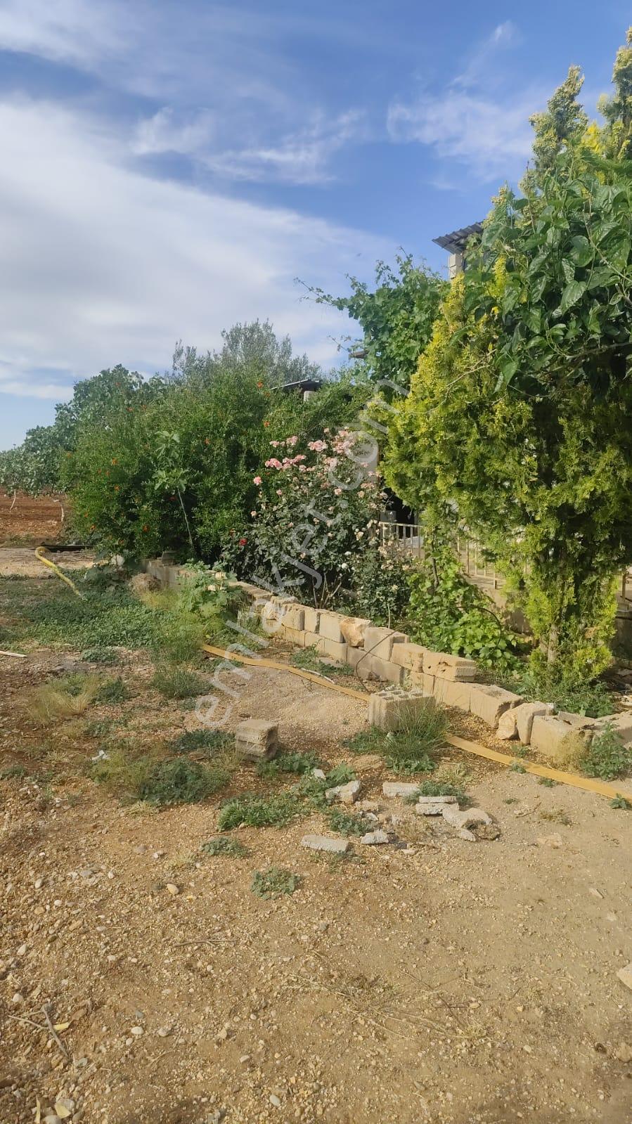 Akev Gayrimenkul'den Hamurkesen'de Bağ Evi Ve Fıstıklık Tek Tapu - Görsel 22