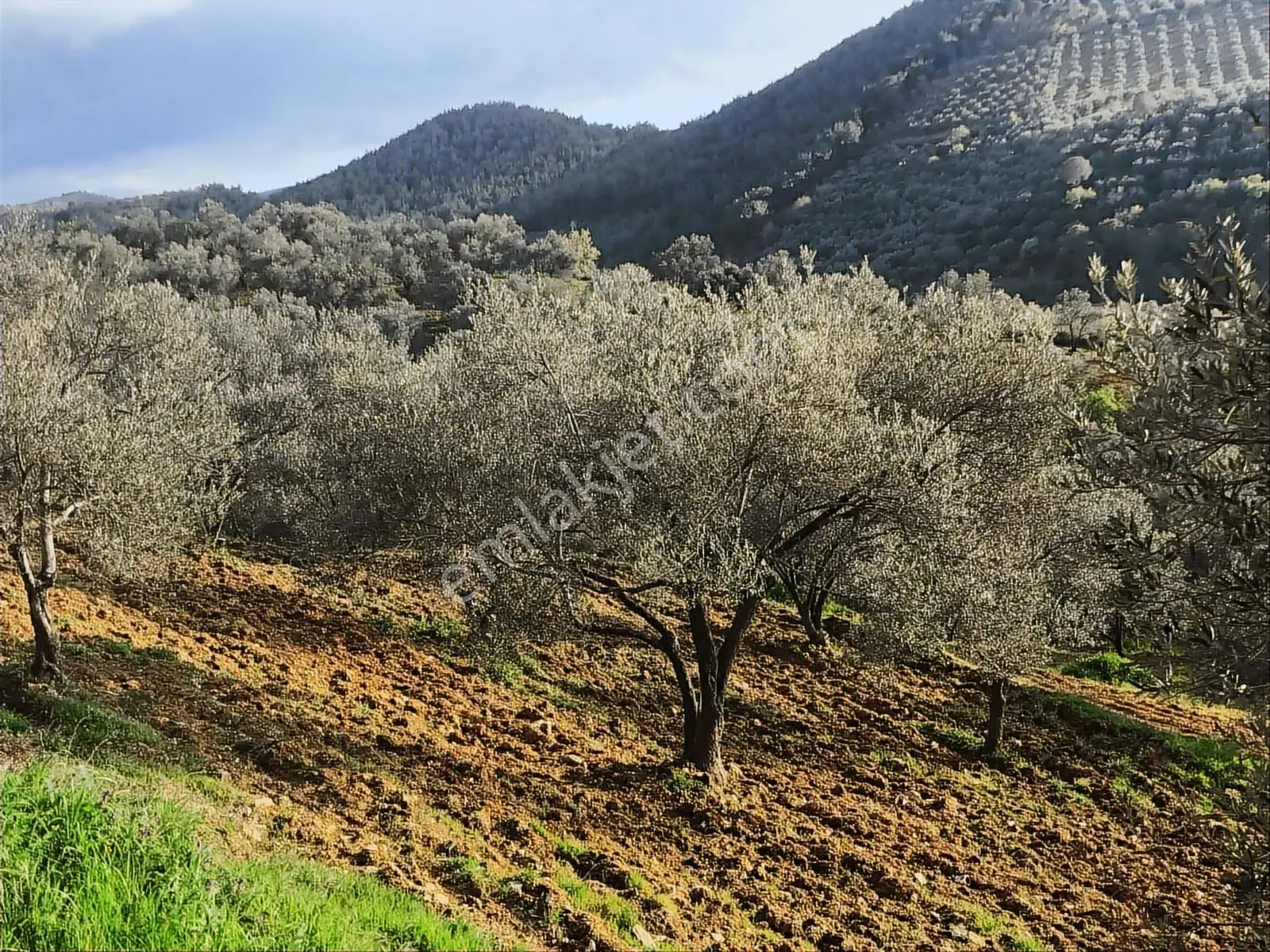 Uçardan Hacıhüseyinlerde 3600 Metre Kare Zeytinlik - Görsel 12