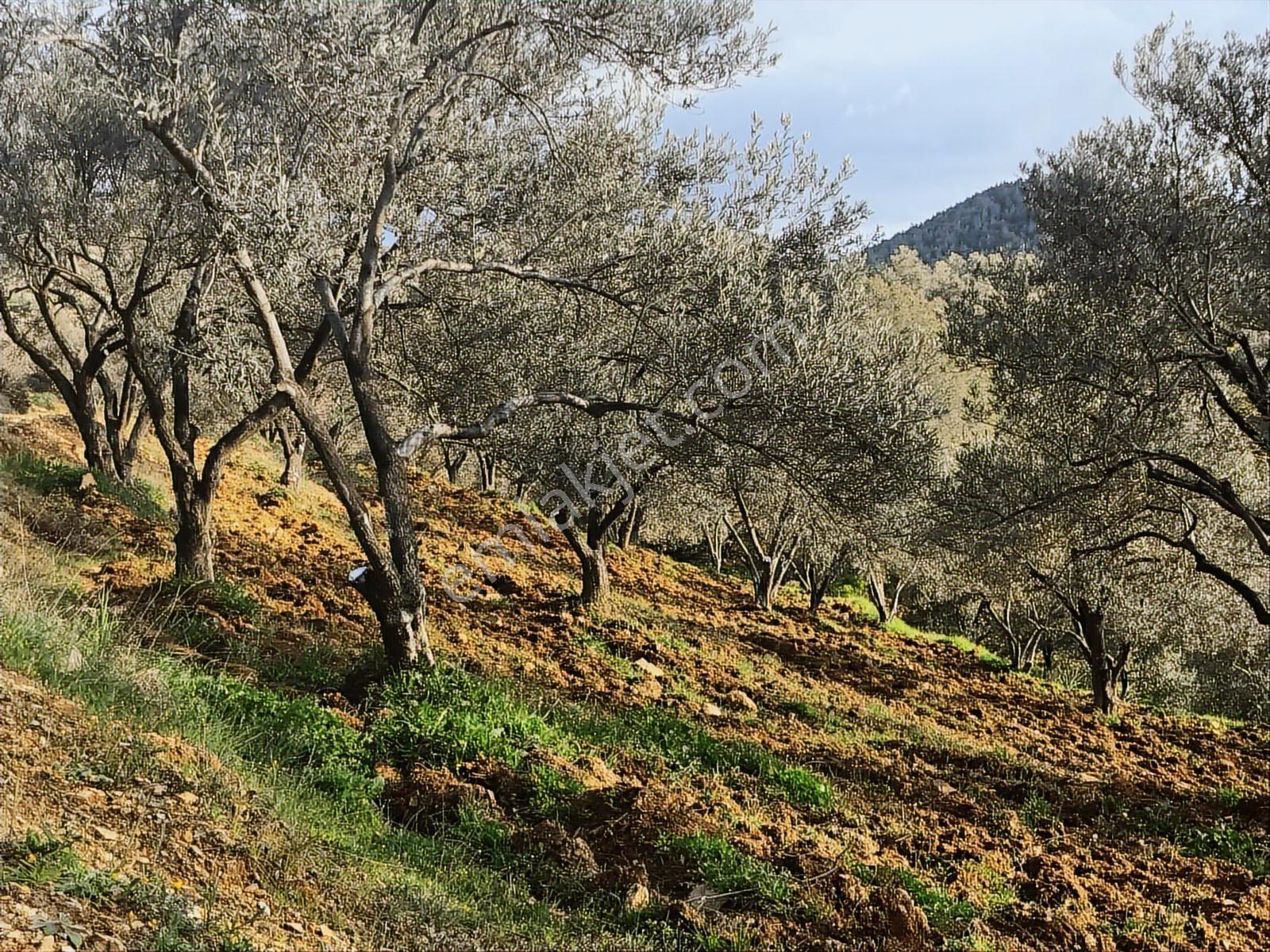 Uçardan Hacıhüseyinlerde 3600 Metre Kare Zeytinlik - Görsel 4