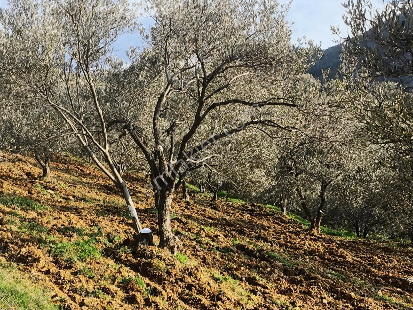 Uçardan Hacıhüseyinlerde 3600 Metre Kare Zeytinlik - Görsel 5