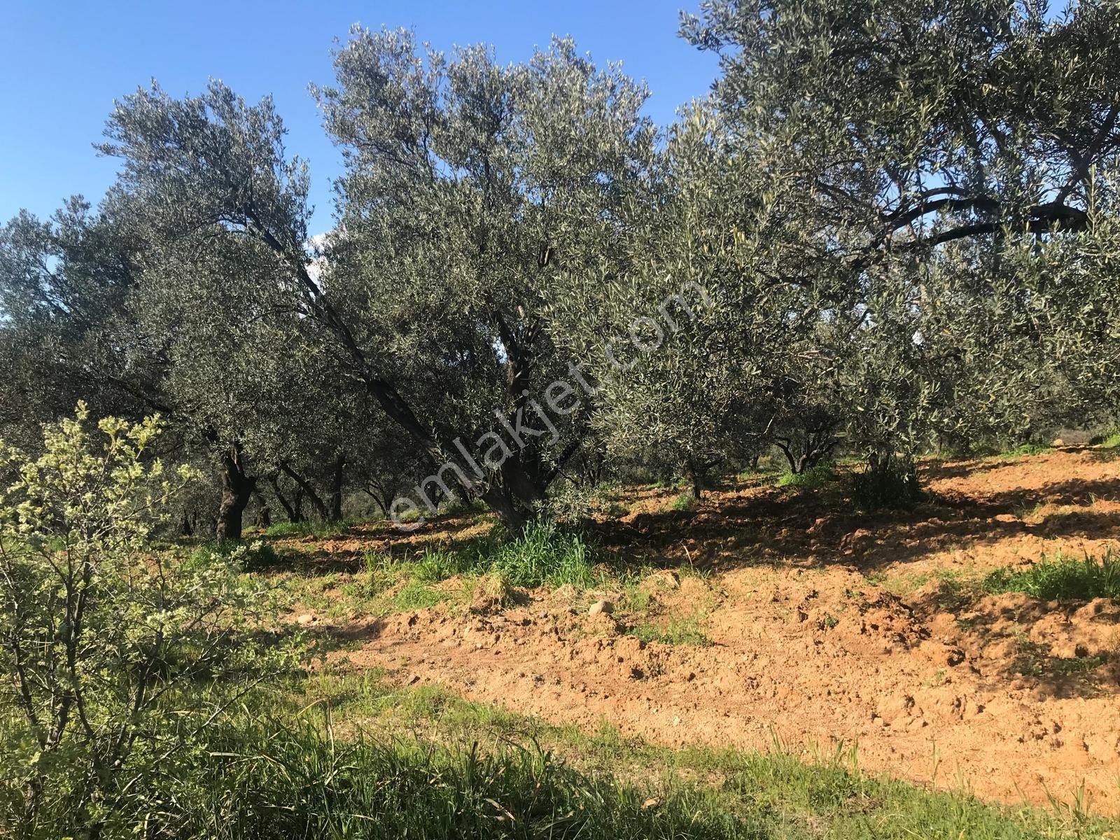 Hacı Hüseyinlerde 85 Ağaç Düz Bakımlı Yolu Olan - Görsel 9