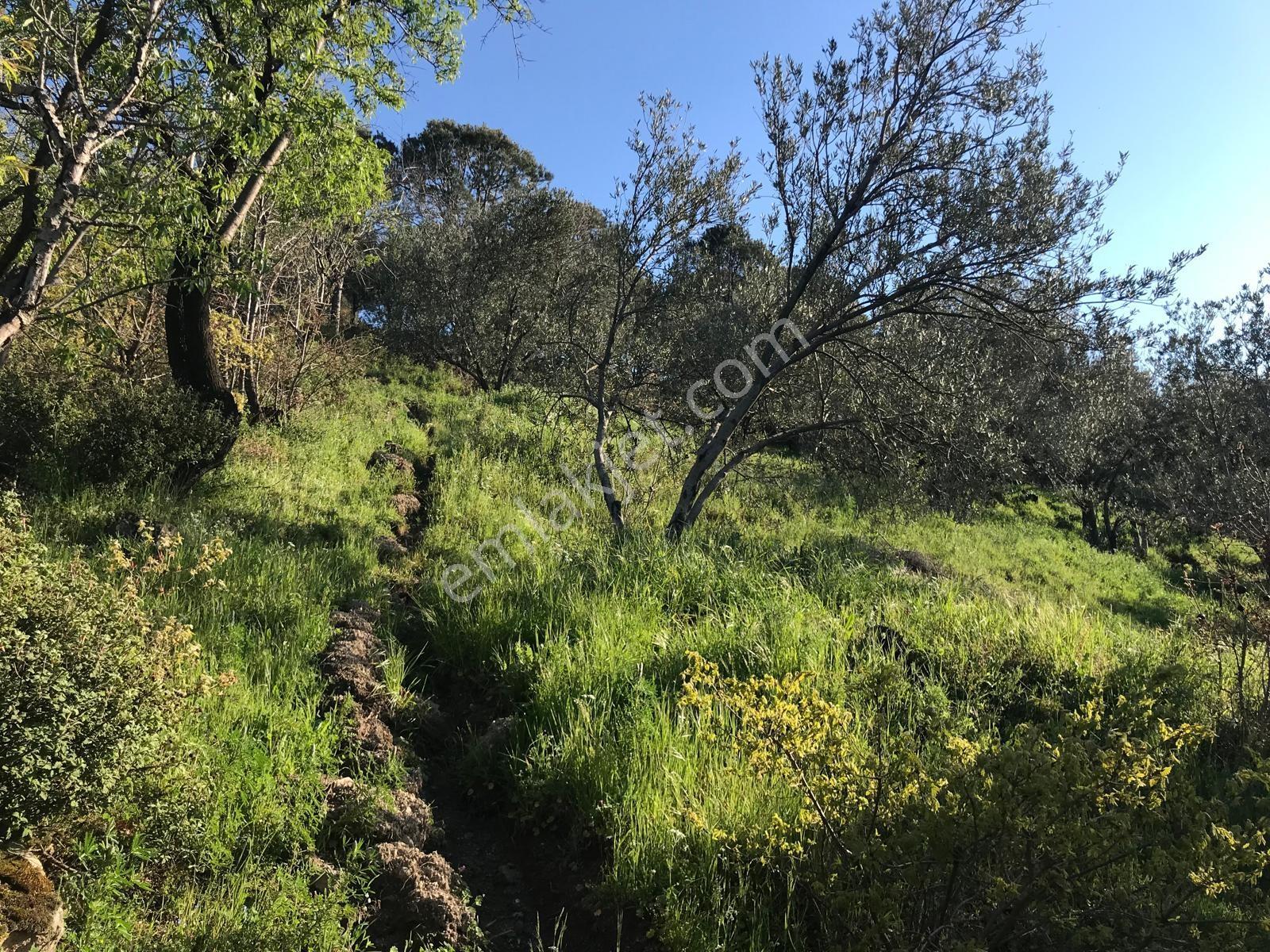 Uçardan Kumgedik'te 800 Metre Kare Arsa Fırsatı - Görsel 2